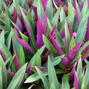 TEA Leaves (FEY BOULDIMAS)
