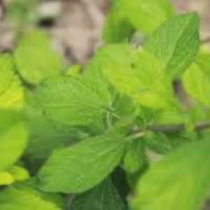 TEA Leaves (FEY MELIS)