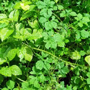 TEA Leaves (FEY ASOSI)