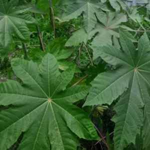 TEA Leaves (FEY TICHEN)